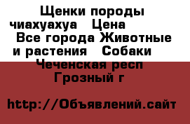 Щенки породы чиахуахуа › Цена ­ 12 000 - Все города Животные и растения » Собаки   . Чеченская респ.,Грозный г.